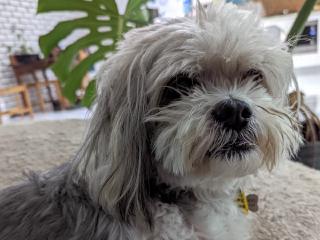 Lucy the Maltese Shih Tzu sitting on a bean bag
